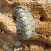 Florida Slender Chiton - Photo (c) Amit Aggarwal, all rights reserved, uploaded by Amit Aggarwal