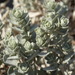 Beach Saltbush - Photo (c) Jonathan Witkop, all rights reserved, uploaded by Jonathan Witkop