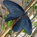 Papilio protenor - Photo (c) Jessica Dickson, όλα τα δικαιώματα διατηρούνται