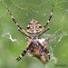 Araña Plateada de Jardín - Photo (c) Jon Church, todos los derechos reservados, subido por Jon Church