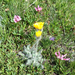 Hieracium villosum - Photo (c) paolapalazzolo, todos los derechos reservados, uploaded by paolapalazzolo