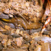Tsushima Salamander - Photo (c) xiangma, all rights reserved