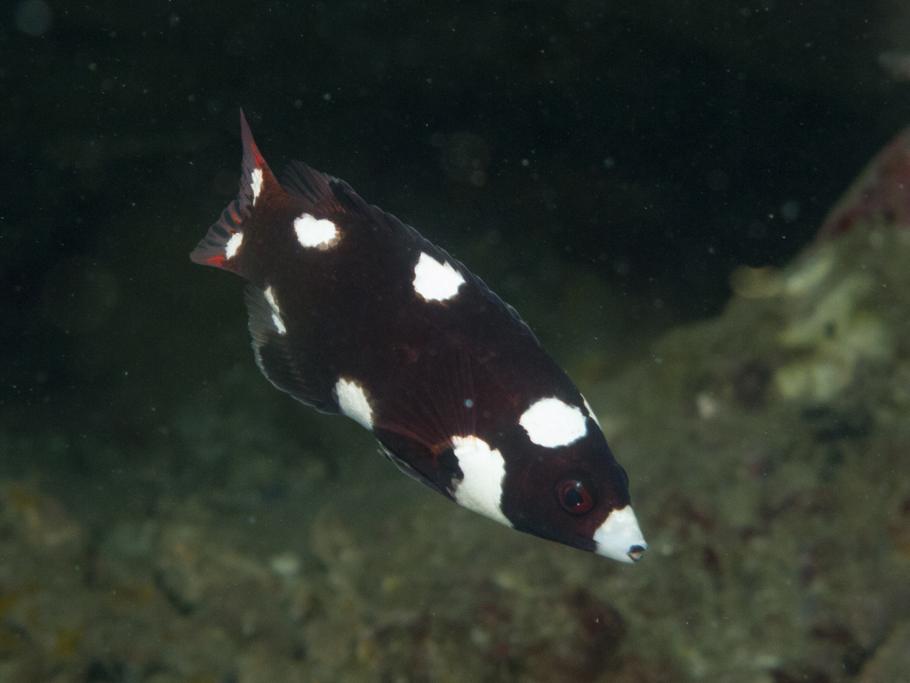 Axilspot Hogfish From North West Solitary Island Australia On