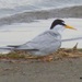Interior Least Tern - Photo (c) Kent Jensen, all rights reserved, uploaded by Kent C. Jensen