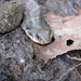 Square