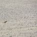 Square