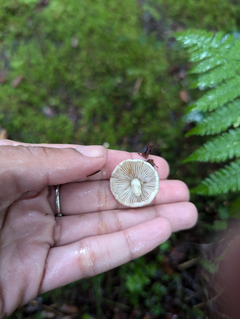 Common Gilled Mushrooms And Allies From Canaan Heights WV 26260 USA