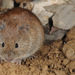 Korean Red-backed Vole - Photo (c) Kim, Hyun-tae, all rights reserved, uploaded by Kim, Hyun-tae