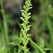 Platanthera sparsiflora - Photo (c) Jay Keller, todos os direitos reservados, uploaded by Jay L. Keller