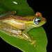 Boophis bottae - Photo (c) Franco Andreone, all rights reserved, uploaded by Franco Andreone