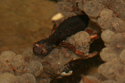 Medium