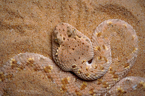 Mendelssohn S Arabian Horned Viper Subspecies Cerastes Gasperettii