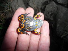 Small