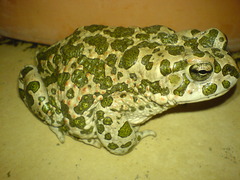 Small