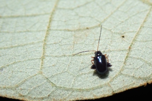 Aphthona Formosana NaturaLista Mexico