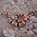 Sonoran Shovel-nosed Snake - Photo (c) Rafa Lara, all rights reserved, uploaded by Rafa Lara
