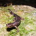 Talamanca Highland Webfoot Salamander - Photo (c) Víctor Acosta Chaves, all rights reserved