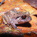 Atlantic Broad-headed Litter Frog - Photo (c) Víctor Acosta Chaves, all rights reserved