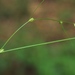 Carex remota - Photo (c) Hermann Falkner, todos los derechos reservados, subido por Hermann Falkner