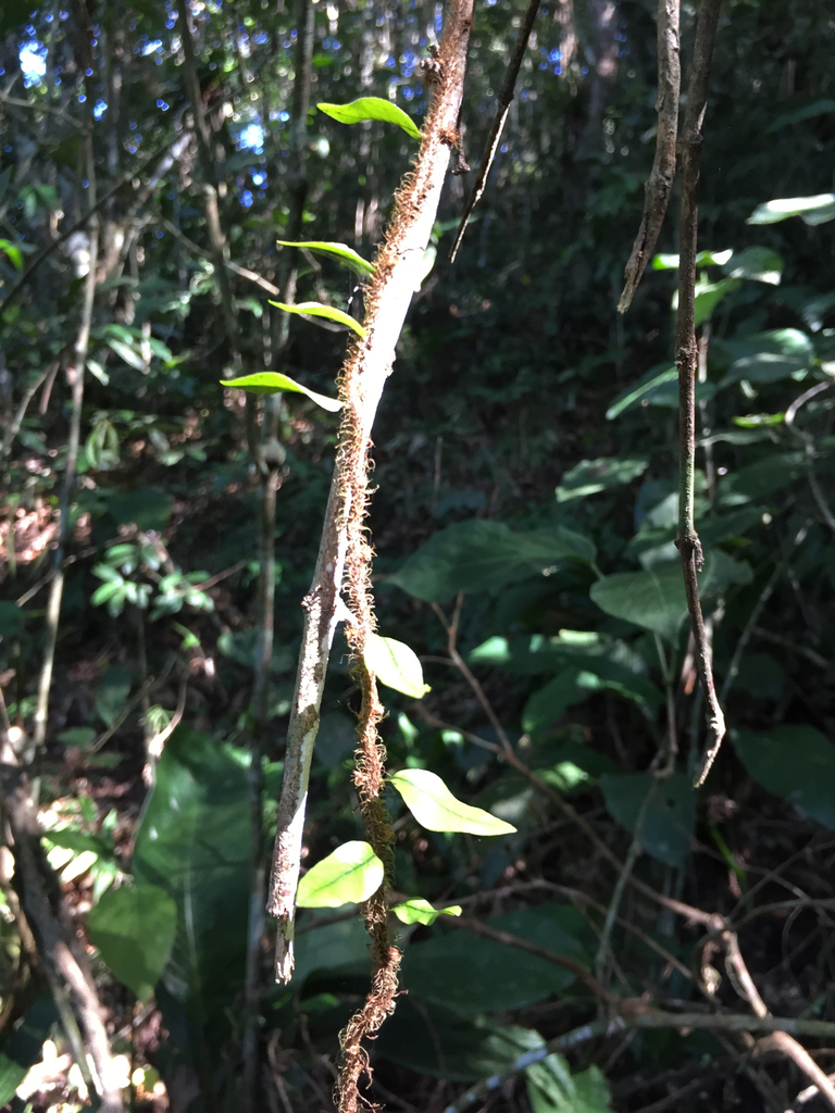 microgramma-vacciniifolia-from-blumenau-br-sc-br-on-july-7-2016-at