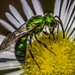 Pure Green Sweat Bee - Photo (c) Danilo Hegg, all rights reserved, uploaded by Danilo Hegg