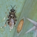 Cyphomyia erecta - Photo (c) carlos mancilla, todos los derechos reservados, uploaded by carlos mancilla