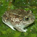 Plains Spadefoot - Photo (c) Michael Graziano, all rights reserved, uploaded by Michael Graziano