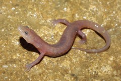 Small