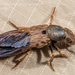 Brown Rove Beetle - Photo (c) Danilo Hegg, all rights reserved, uploaded by Danilo Hegg