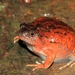 Burmese Squat Frog - Photo (c) Benjamin Tapley, all rights reserved, uploaded by Benjamin Tapley
