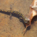 Onychodactylus sillanus - Photo (c) Kim, Hyun-tae, כל הזכויות שמורות, uploaded by Kim, Hyun-tae