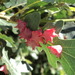 Spined Turban Gall Wasp - Photo (c) mcclellanranch, all rights reserved