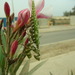 Square