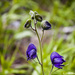 Aconitum delphiniifolium - Photo (c) Ryan Marquis, todos los derechos reservados, uploaded by ryanmarquis