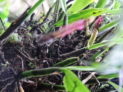 Bulbophyllum cochleatum image