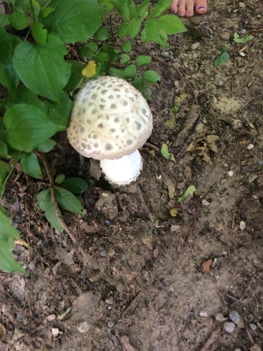 Hongo Con Piquitos Amanita Solitaria