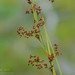 Swamp Sawgrass - Photo (c) Don Filipiak, all rights reserved, uploaded by Don Filipiak