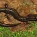 Cheat Mountain Salamander - Photo (c) mikeygraz, all rights reserved, uploaded by Michael Graziano