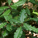Photinia serratifolia - Photo (c) Eric in SF, όλα τα δικαιώματα διατηρούνται, uploaded by Eric Hunt