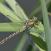 River Clubtail - Photo (c) Alexandro Minicò, all rights reserved, uploaded by Alexandro Minicò