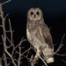 Marsh Owl - Photo (c) Judd Patterson, all rights reserved