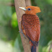 Chestnut-colored Woodpecker - Photo (c) Judd Patterson, all rights reserved