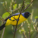 Hooded Mountain-Tanager - Photo (c) Judd Patterson, all rights reserved