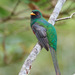 Masked Trogon - Photo (c) Judd Patterson, all rights reserved, uploaded by Judd Patterson