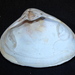 West Atlantic Surfclam - Photo (c) Jay Keller, all rights reserved, uploaded by Jay Keller