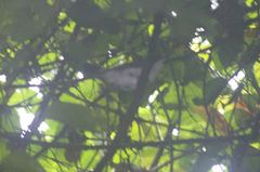 Image of Fraseria ocreata