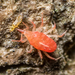 Bdelloid Mites - Photo (c) Danilo Hegg, all rights reserved, uploaded by Danilo Hegg