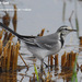 East Siberian Wagtail - Photo (c) Kim, Hyun-tae, all rights reserved