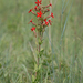 Silene regia - Photo (c) Chad Arment, todos los derechos reservados, uploaded by Chad Arment