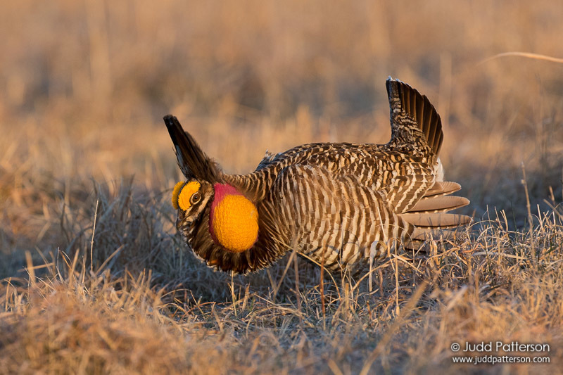 Greater Prairie-chicken In March 2016 By Judd Patterson · Inaturalist